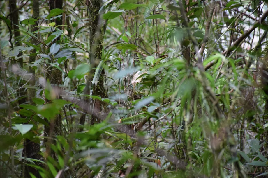 Λεκάνη του ποταμού Maliau, Sabah, Βόρνεο