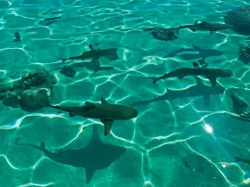Καρχαρίες λεμονιού στο Πράσινο Ακρωτήριο