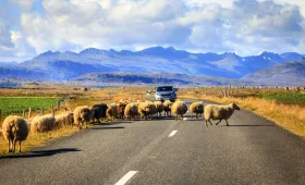Πρόβατα στην Ισλανδία