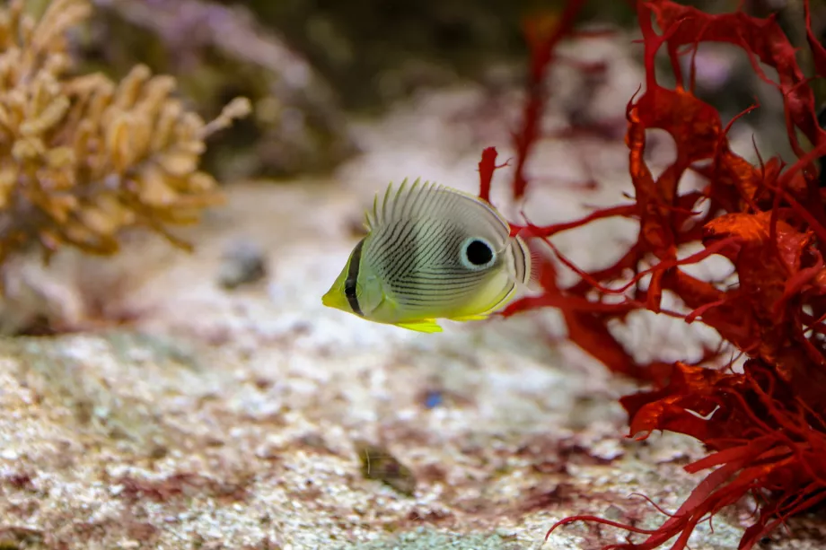 Ενυδρείο Shedd