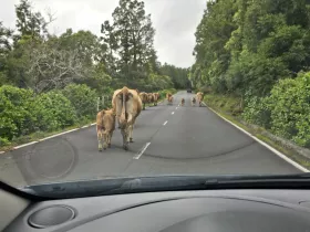 Αγελάδες στο δρόμο