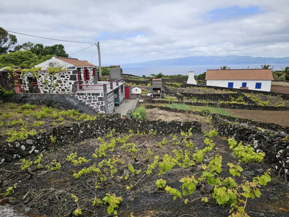 Αμπελώνες Lava, Ribeirinha