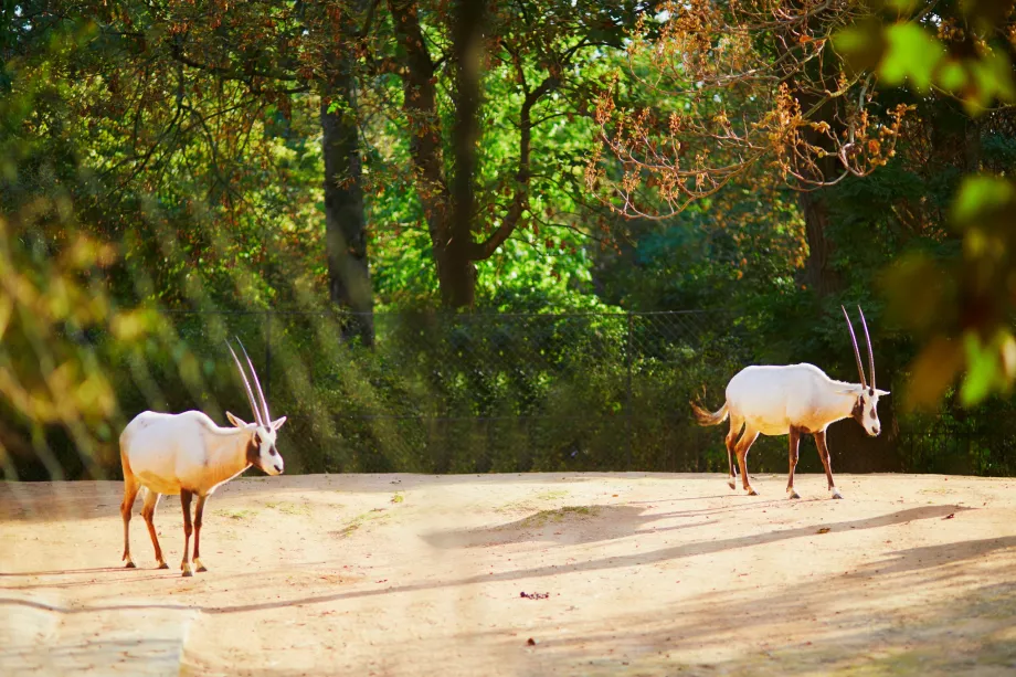 Ζωολογικός κήπος στο Jardin des Plantes