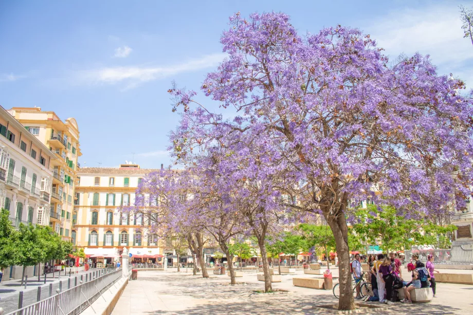 Δέντρα Jacaranda