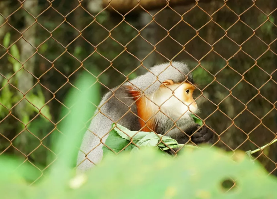 Cuc Phuong NP, Ninh Binh, Βιετνάμ