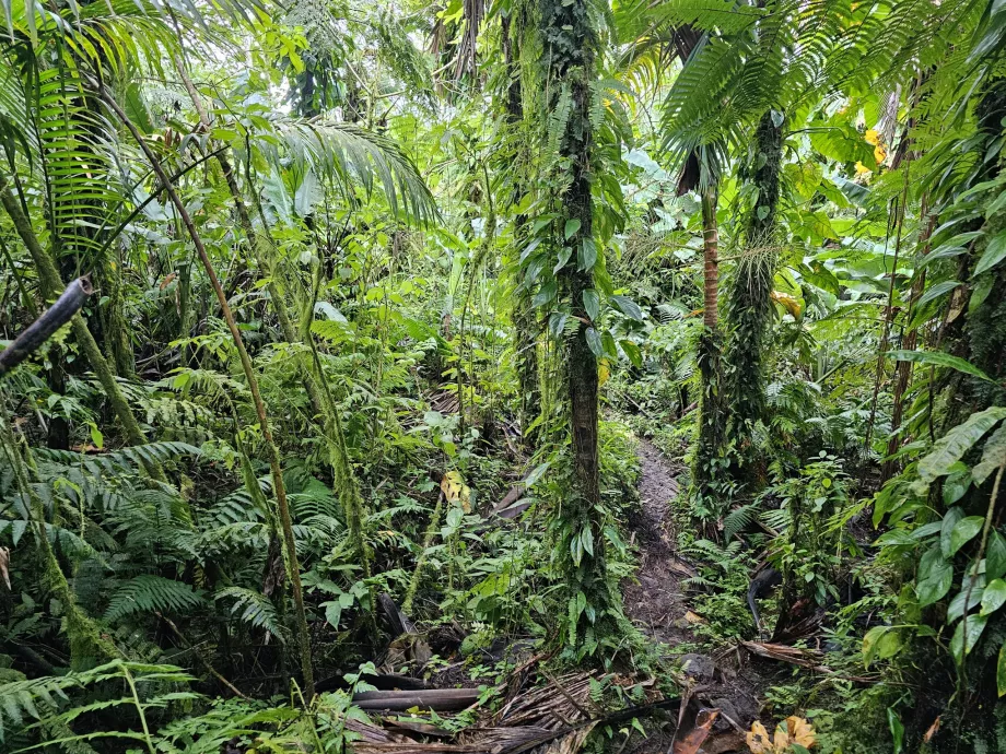 Μονοπάτι Elfin Forest Trail