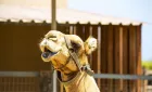 Πάρκο Καμήλας
