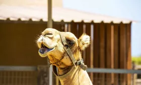 Πάρκο Καμήλας
