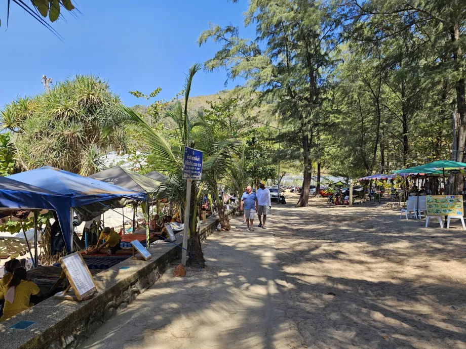 Pines by Nai Harn Beach