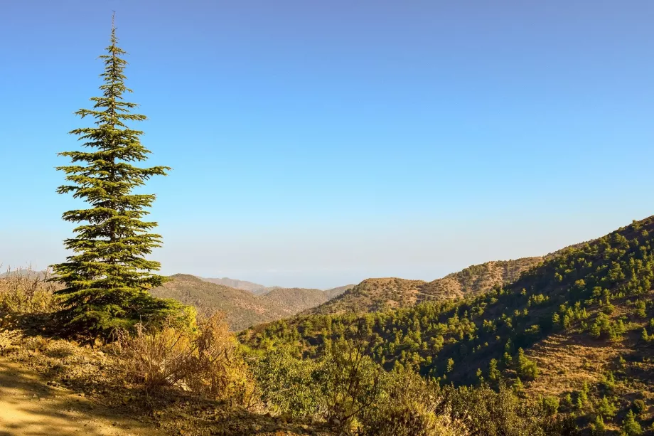 Ερυθρελάτη Τροόδους