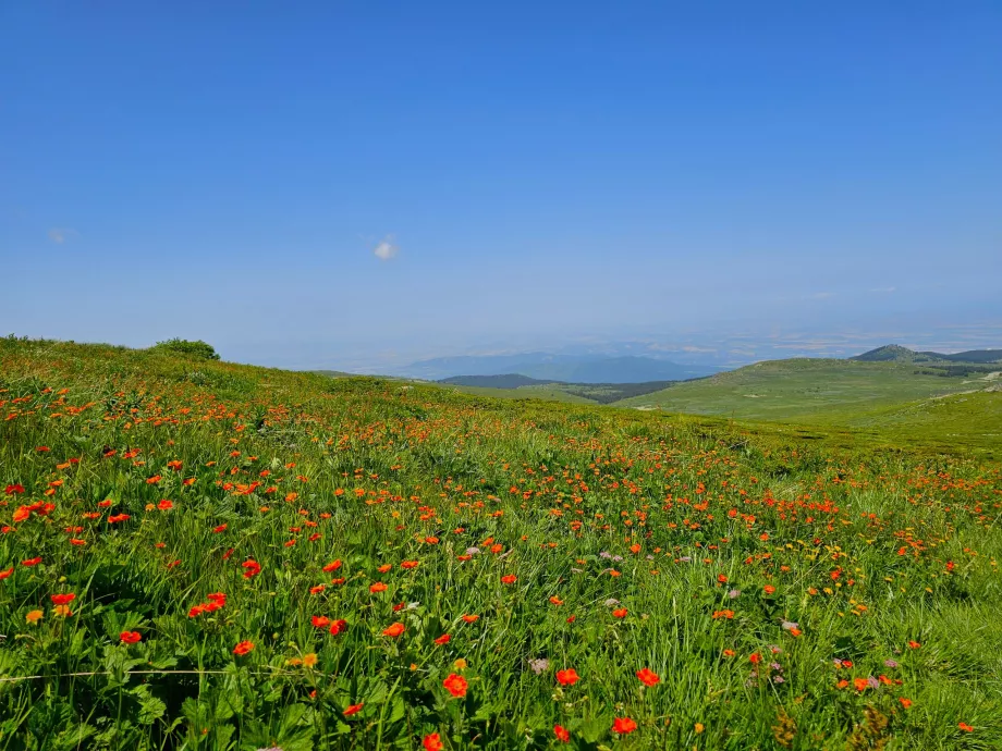 Λιβάδια στα βουνά Vitosha