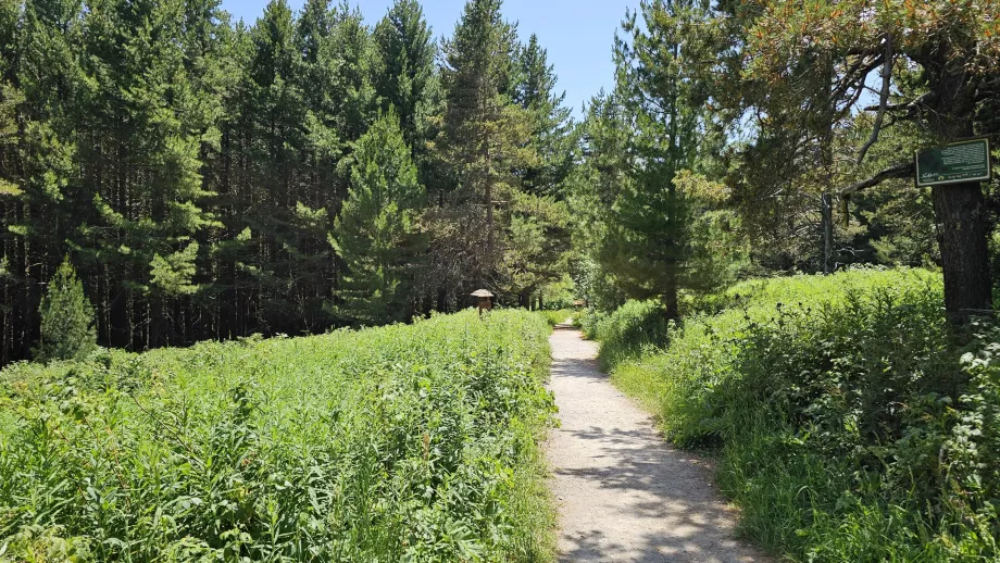 Δάση στα χαμηλότερα υψόμετρα των βουνών Vitosha