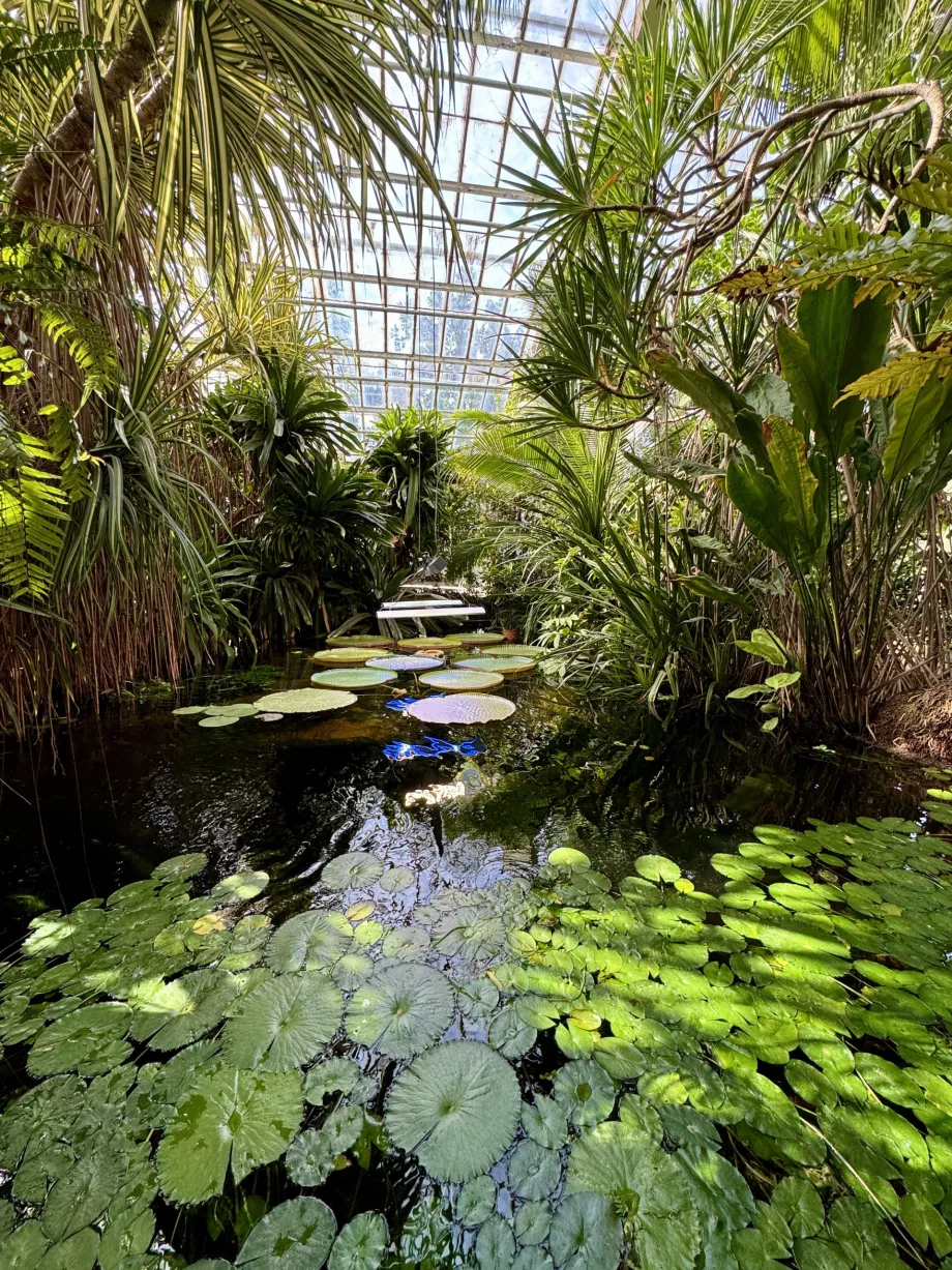 Λίμνη στο Palm House