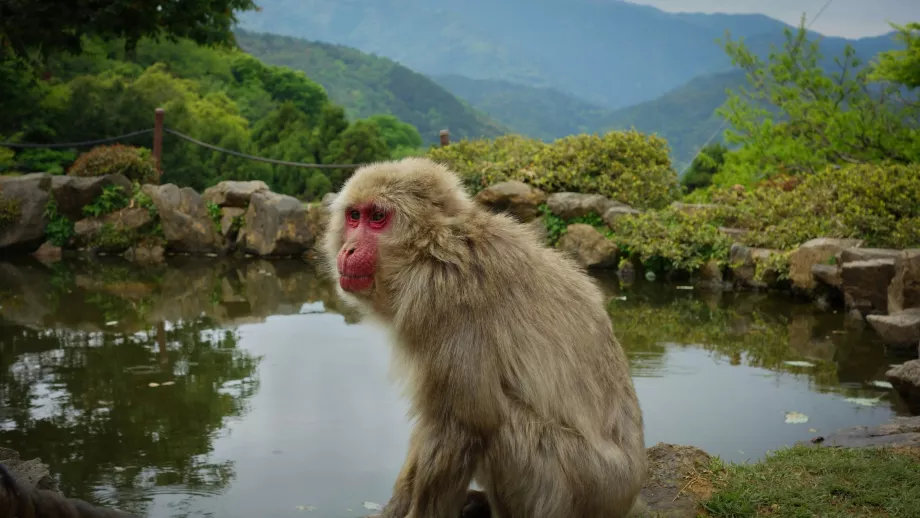 Πάρκο πιθήκων Arashiyama