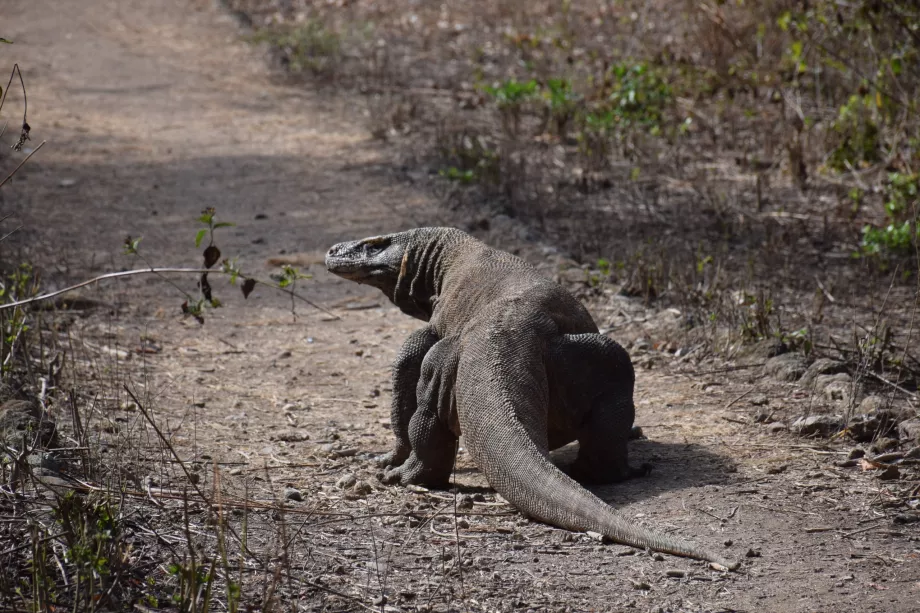 Varan komodo, Νησιά Κομόντο, Ινδονησία