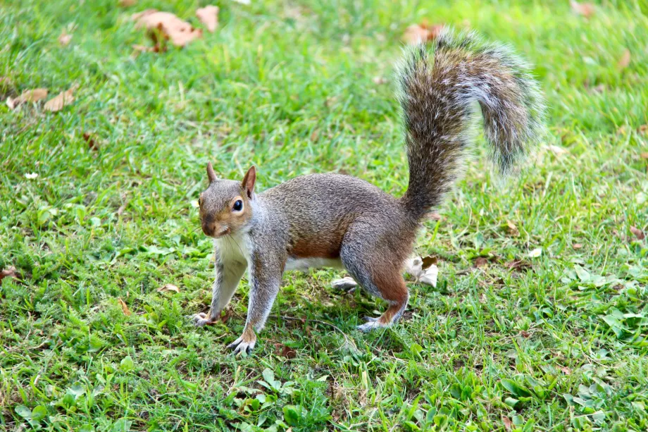 Σκίουρος Hyde Park