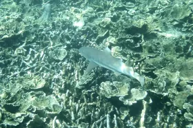 Καταδύσεις με αναπνευστήρα στο Tioman και ένας καρχαρίας