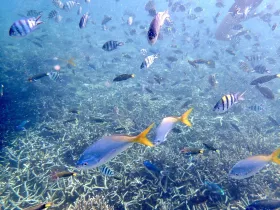 Καταδύσεις με αναπνευστήρα στο Tioman και ψάρια